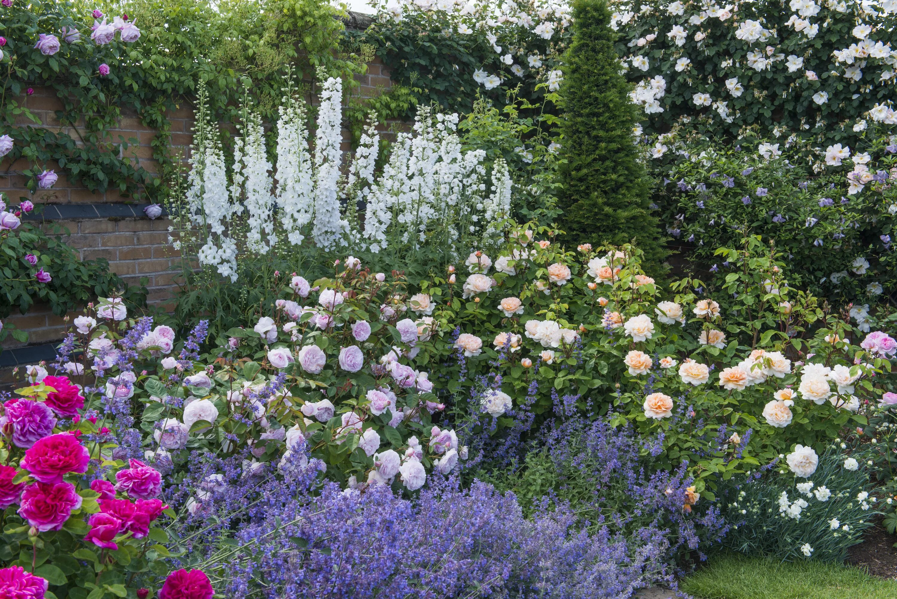 Клумба с розами и многолетниками оформление фото Rose garden design, Rose garden landscape, David austin roses