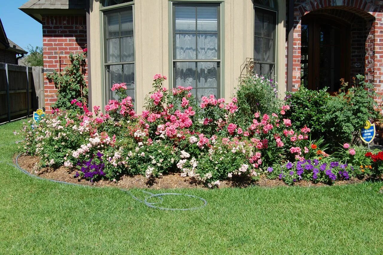 Клумба с розами оформление в частном доме Lantana in my Front Garden Front yard landscaping, Front garden, Garden front of