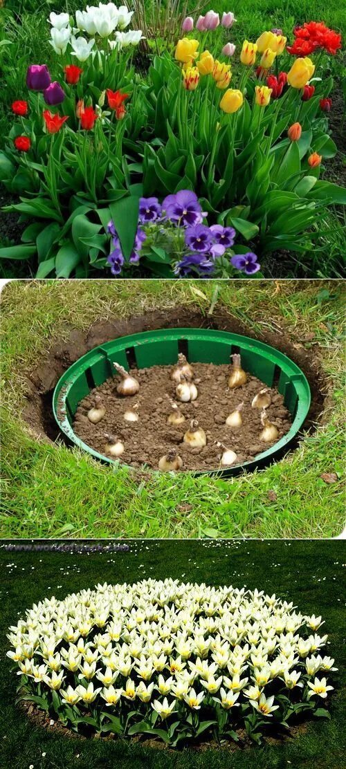 Клумба тюльпанов на даче фото Garden bulbs, Lawn and garden, Garden yard ideas