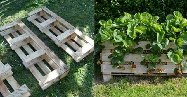 Клумбы для клубники фото How To Make Strawberry Pallet Planter - DIY & Crafts - Handimania - Weddbook