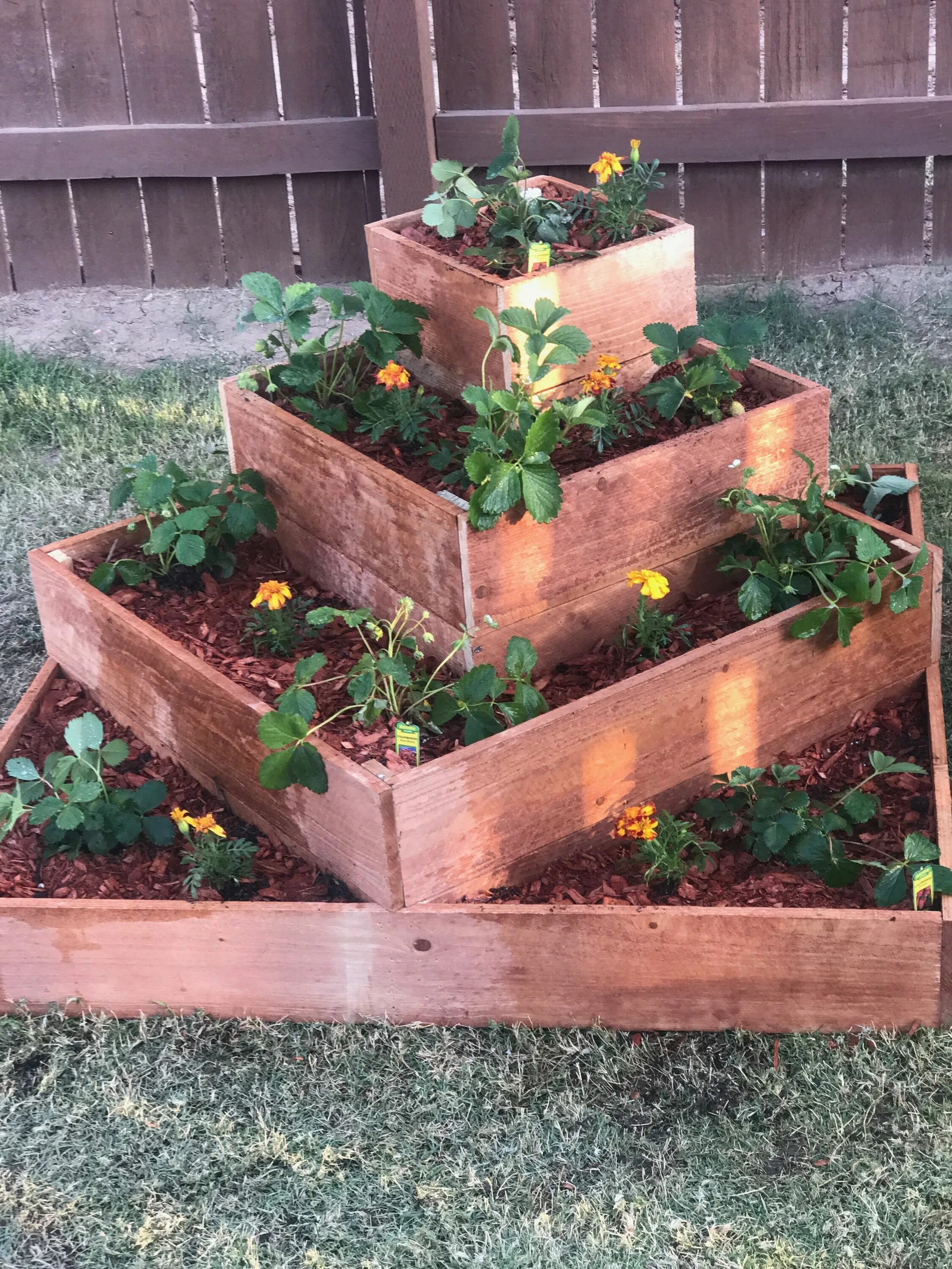 Клумбы для клубники фото My cedar fence, tiered strawberry raised bed, made by yours truly...I’m very pro