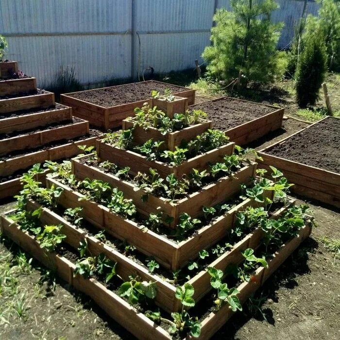 Клумбы для клубники фото Diy Strawberry bed ideas: 36 creative solutions My desired home Strawberry beds,