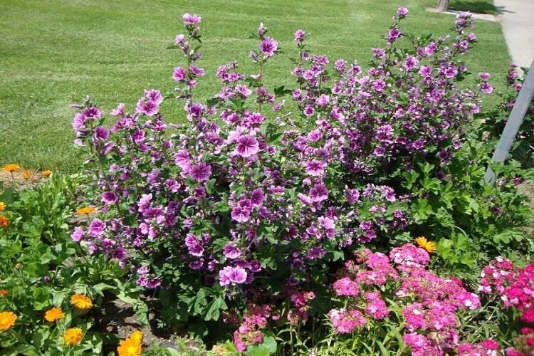 Клумбы мальвы фото Мальва (75 фото) - виды и сорта, уход, выращивание и размножение шток-розы
