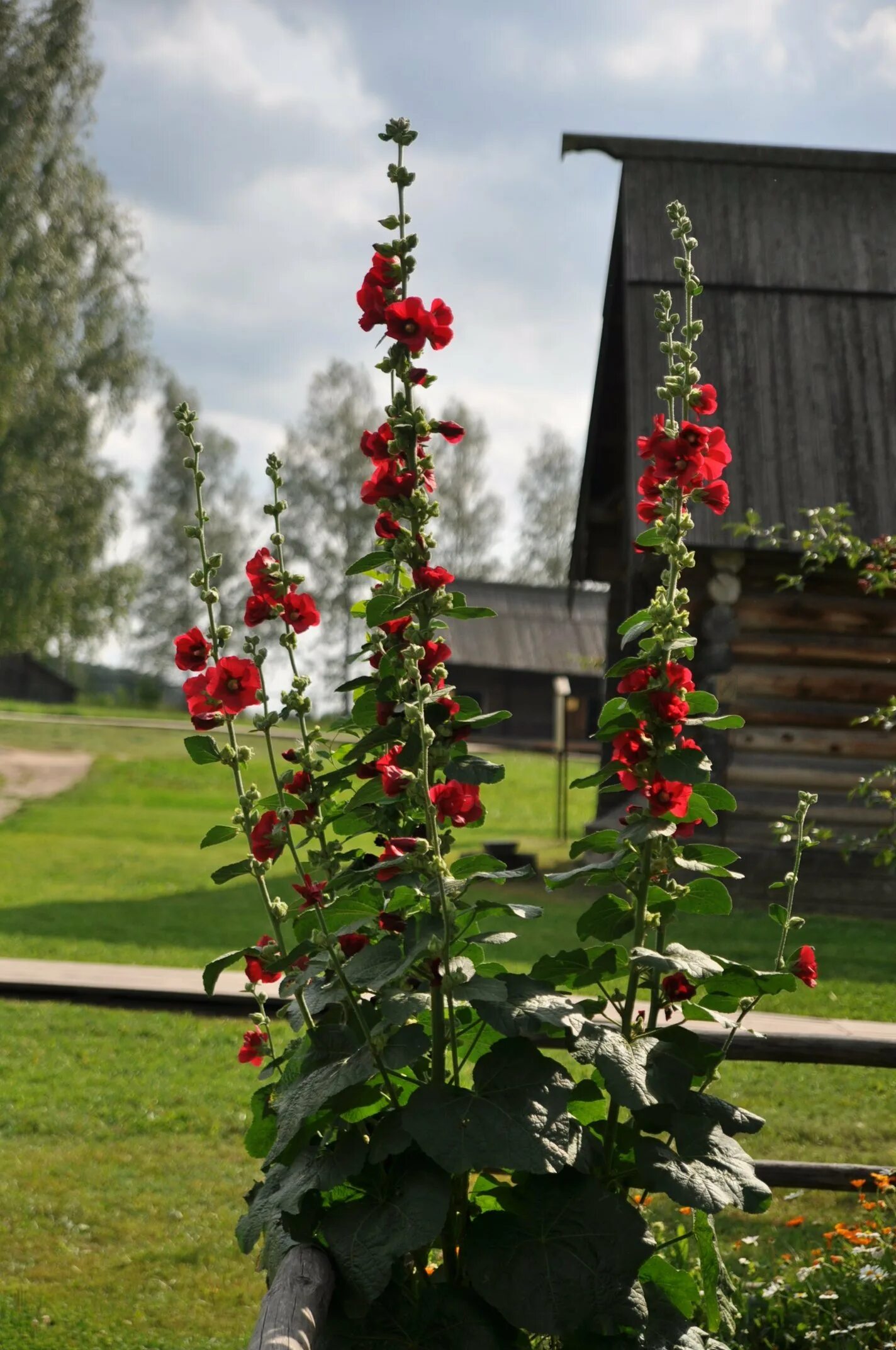 Клумбы мальвы фото Мальва в ландшафтном дизайне - 69 фото