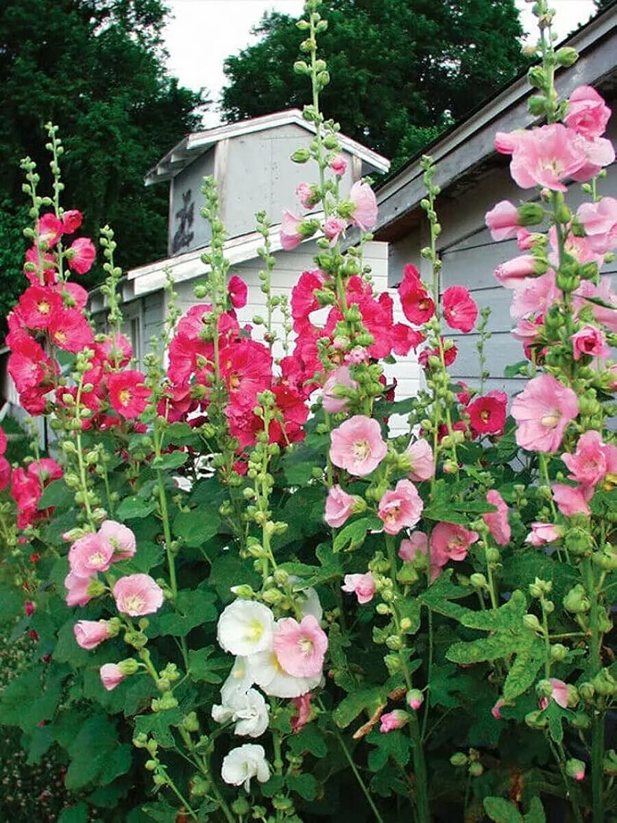 Клумбы мальвы фото Amazon.com: Hollyhocks