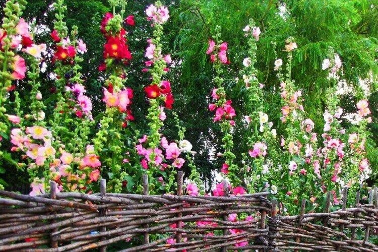 Клумбы мальвы фото Что посадить вдоль забора: самые лучшие растения