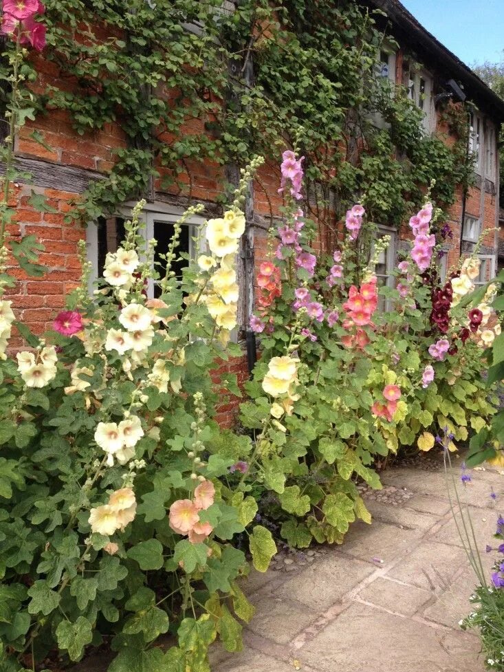 Клумбы мальвы фото Beautiful Garden Inspiration from Wollerton Old Hall in Shropshire
