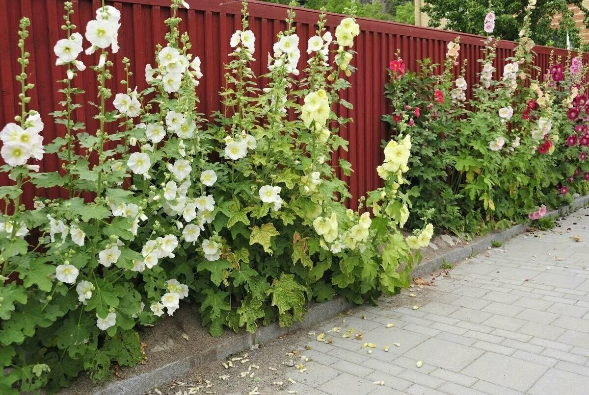 Клумбы мальвы фото Семена Мальва "Рождество" Гавриш 0,1 г - купить в интернет-магазине по низкой це