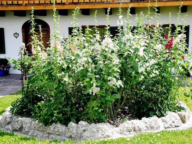 Клумбы мальвы фото Мальва (шток-роза) многолетняя посадка и уход, фото Garden inspiration, Outdoor 