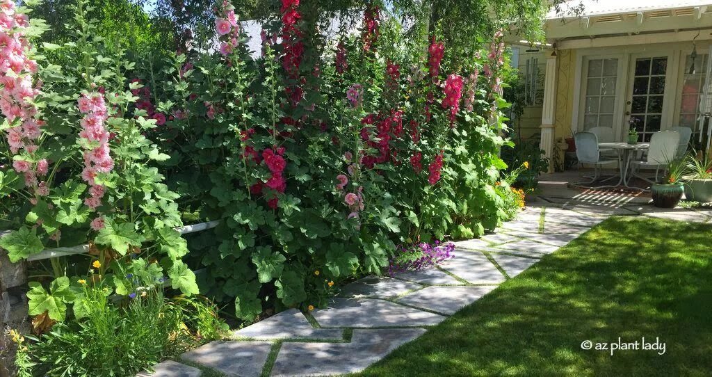 Клумбы мальвы фото A Hidden Garden in the Middle of Phoenix - Ramblings from a Desert Garden Desert