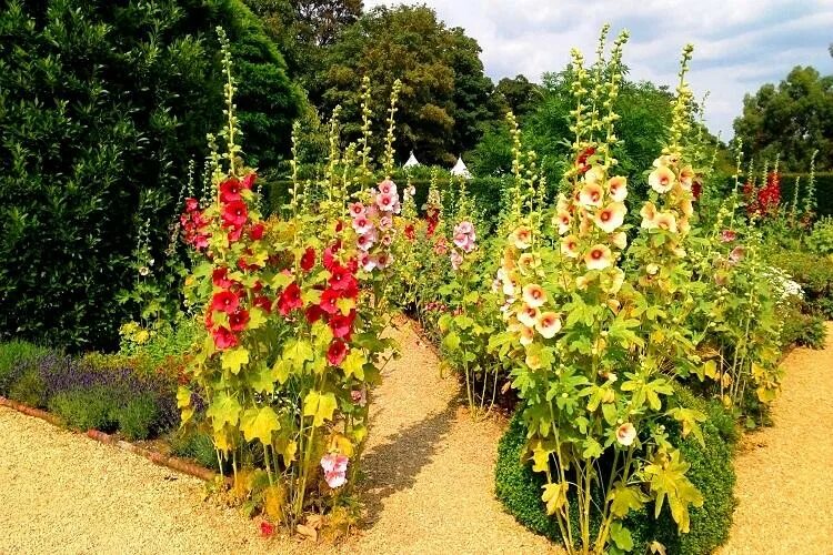 Клумбы мальвы фото Мальва (75 фото) - виды и сорта, уход, выращивание и размножение шток-розы
