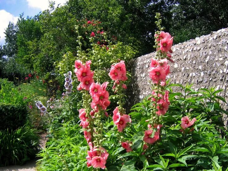 Клумбы мальвы фото Pink Hollyhocks at Charleston Farmhouse Garden, Sussex Farmhouse garden, Cottage
