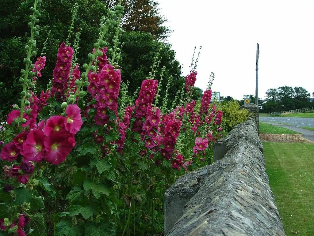 Клумбы мальвы фото Dundalk- Rockmarshall- Hollyhock (Alcea rosea) and Escallonia macrantha- DSCF206