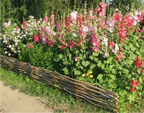 Клумбы мальвы фото Палисадники, Растения, Клумбы