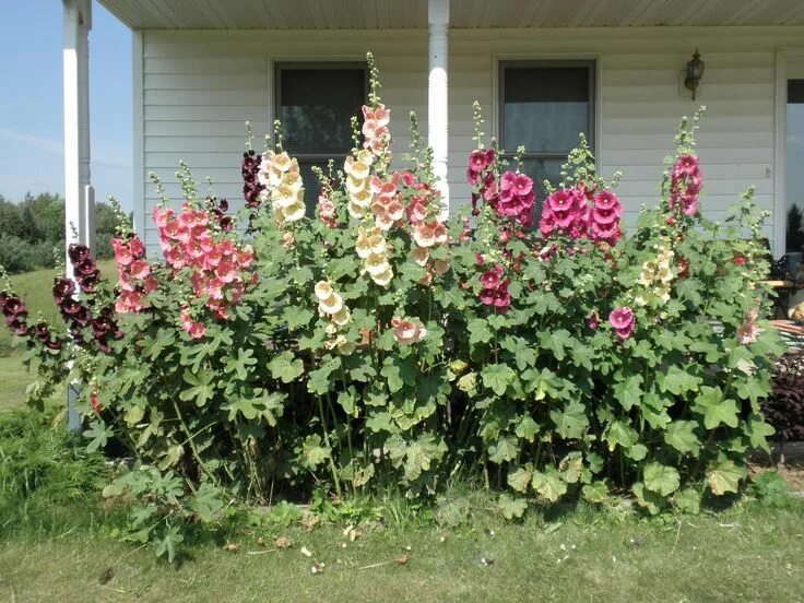 Клумбы мальвы фото Pin on flowers
