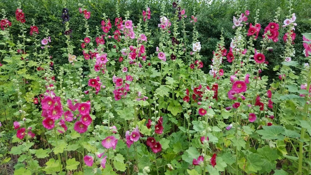 Клумбы мальвы фото Make magic happen for your garden hollyhocks with this little trick - Daily News