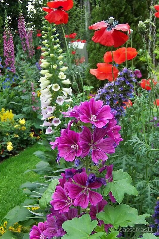 Клумбы мальвы фото Pin by Olga Ольга on Флора Flower garden, Beautiful gardens, Beautiful flowers