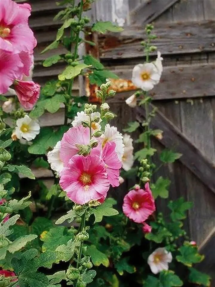 Клумбы мальвы фото The Best Low-Maintenance Perennials for the Midwest Flower garden, Perennials, P