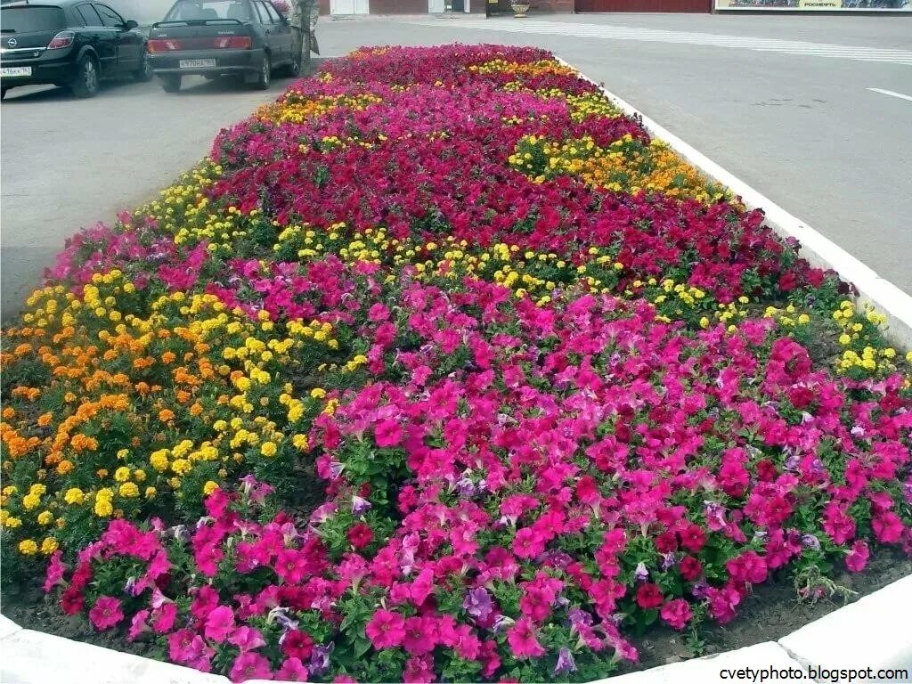 Клумбы петуний фото Клумба из петуний и бархатцев: найдено 89 изображений