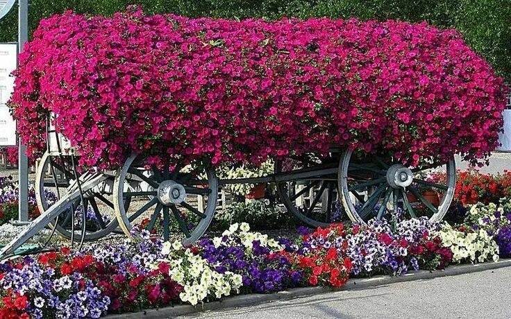 Клумбы петуний фото The fragrant beauty of garden beds: 35 DIY design ideas My desired home Высокие 