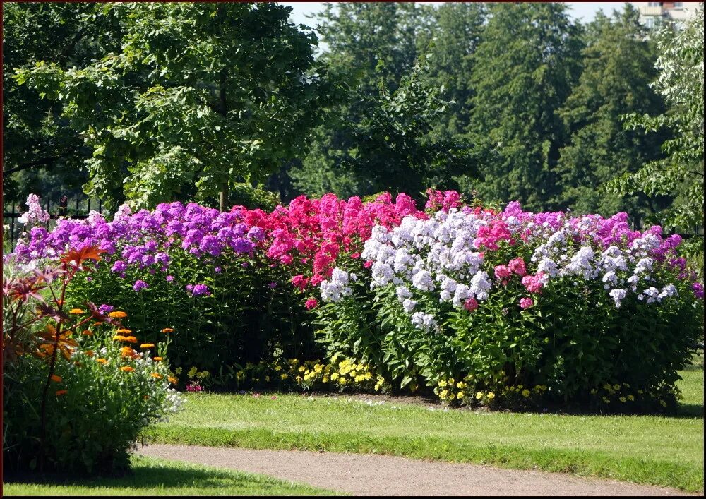 Клумбы с флоксами фото дизайн Клумба с флоксами фото - Arhids.ru