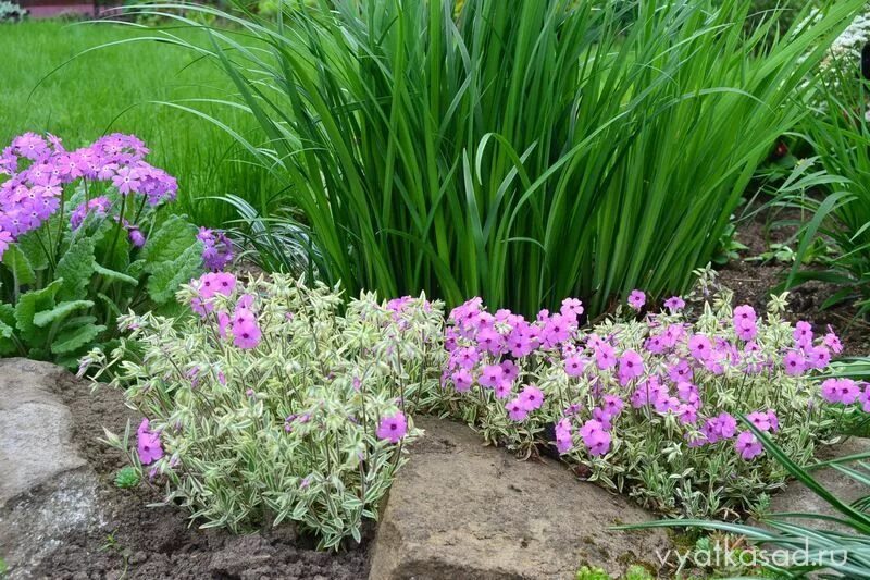 Клумбы с флоксами фото дизайн флокс прелестный Plants, Garden