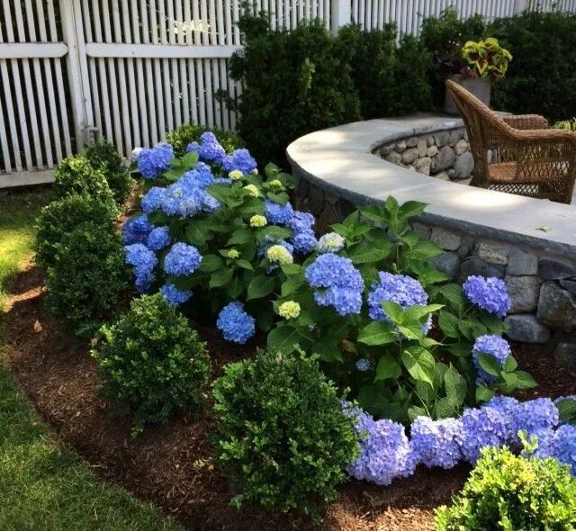 Клумбы с гортензиями фото дизайн Capped fieldstone pony walls surrounded by hydrangea and boxwood hug a patio. Hy