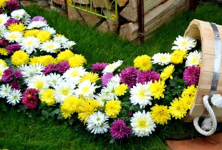 Клумбы с хризантемами фото Хрезантемы Herbstblumen, Chrysanthemen, Blumenbeete