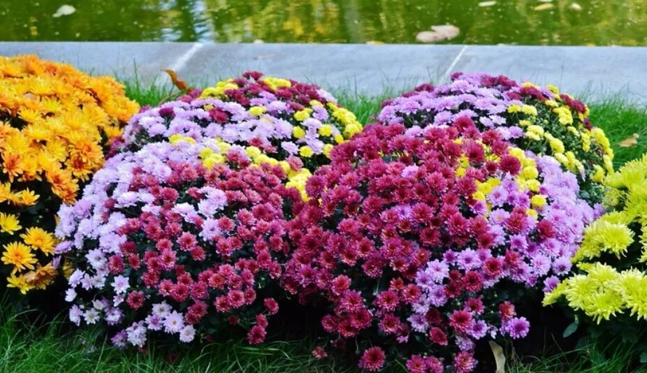 Клумбы с хризантемами фото Осени цветы (Наталья Страна) / Стихи.ру