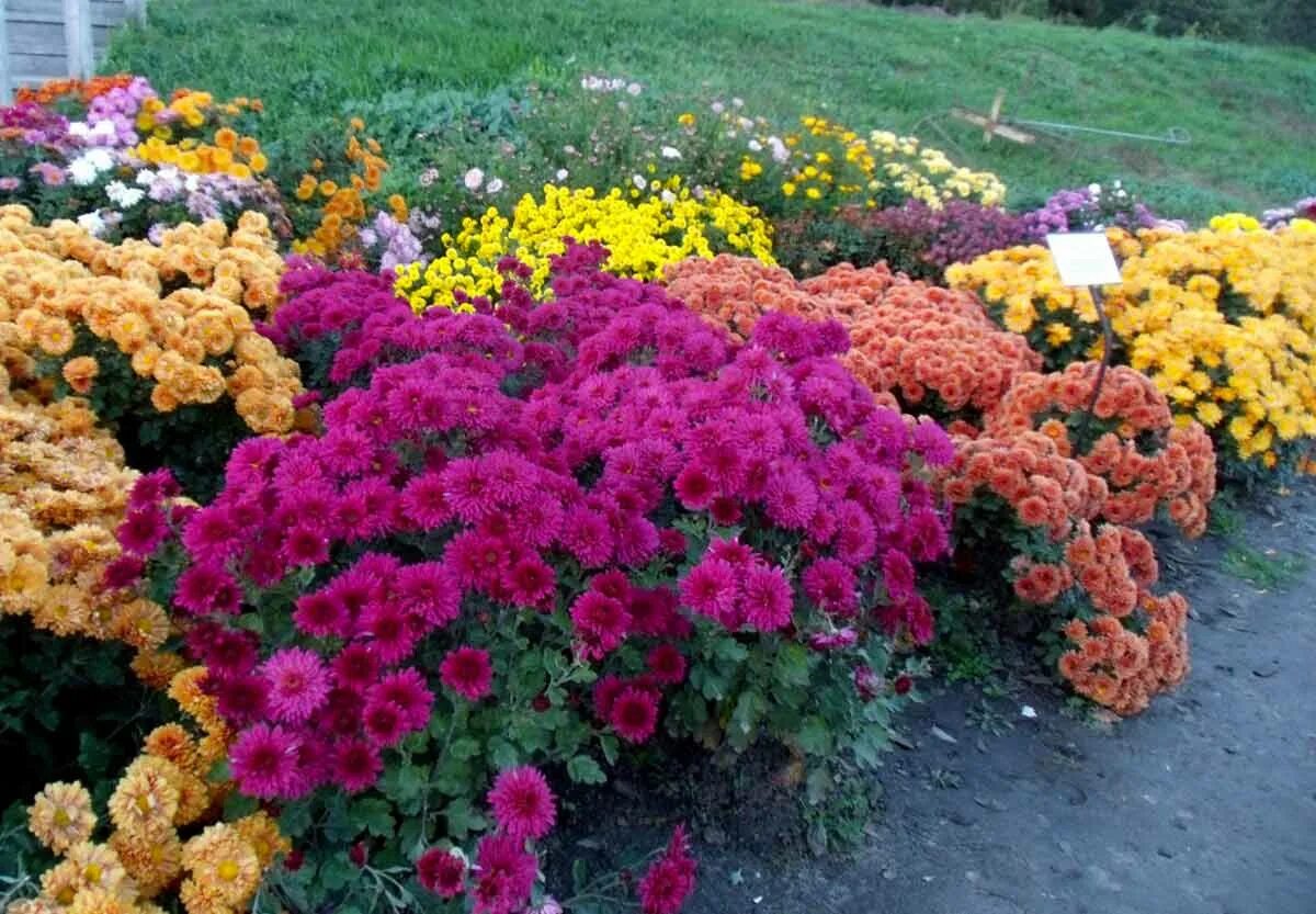 Клумбы с хризантемами фото Королева осени - хризантема. Посадка и уход