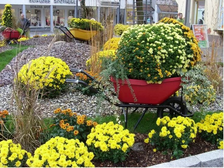Клумбы с хризантемами фото Chrysanthemum Festival Germany Chrysanthemum, Plants, Garden