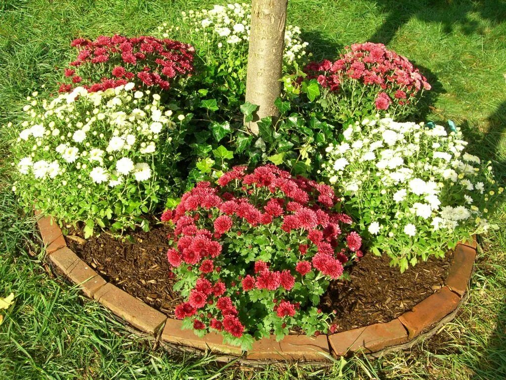 Клумбы с хризантемами фото Planting Mums in the Ground-Guide to Planting Perennial Mums Garden mum, Flowers