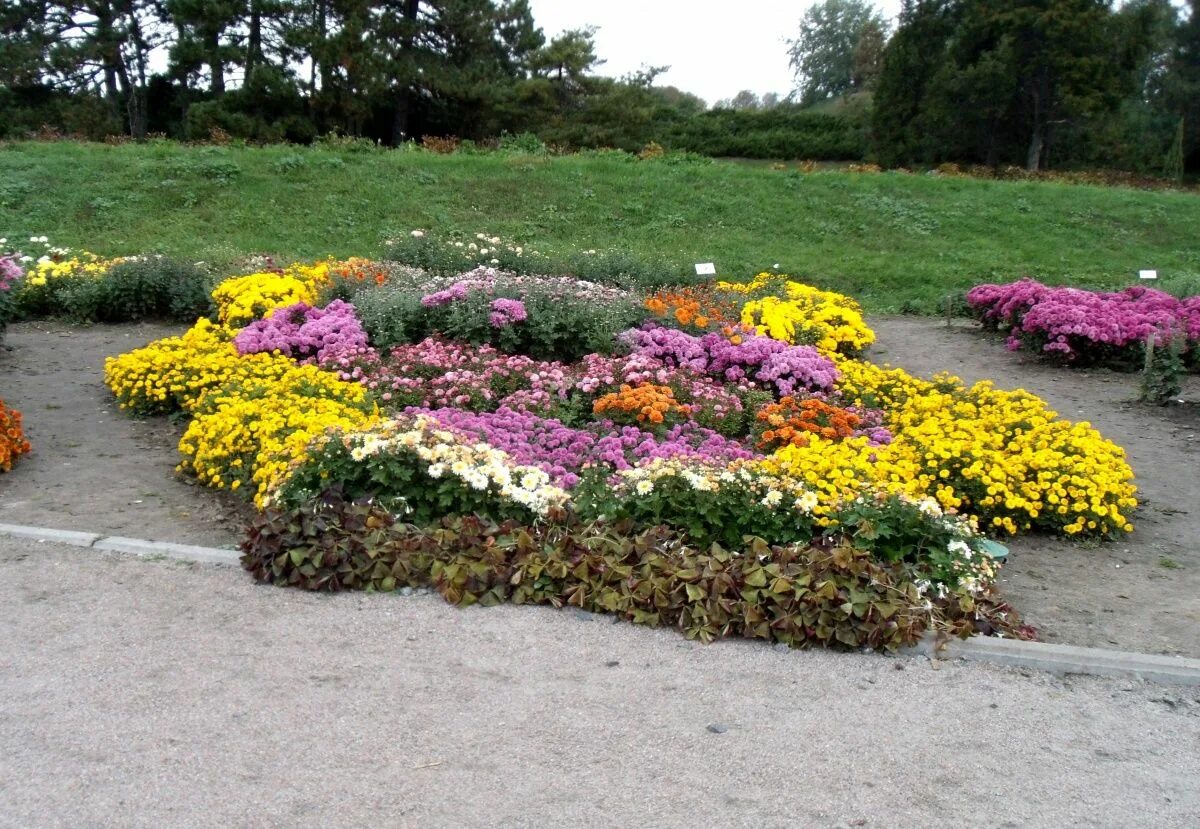 Клумбы с хризантемами фото flower beds flower bed of chrysanthemums Flower beds, Garden, Plants
