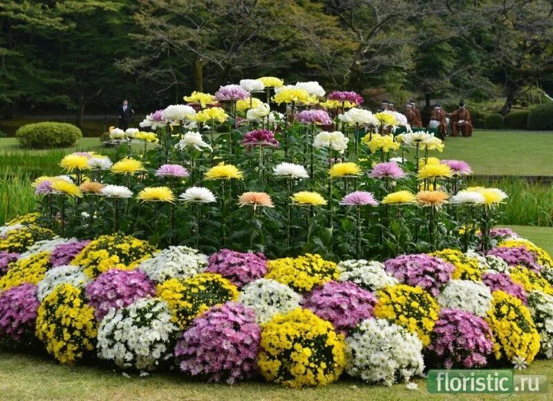 Клумбы с хризантемами фото Хризантема мультифлора на клумбе (79 фото)