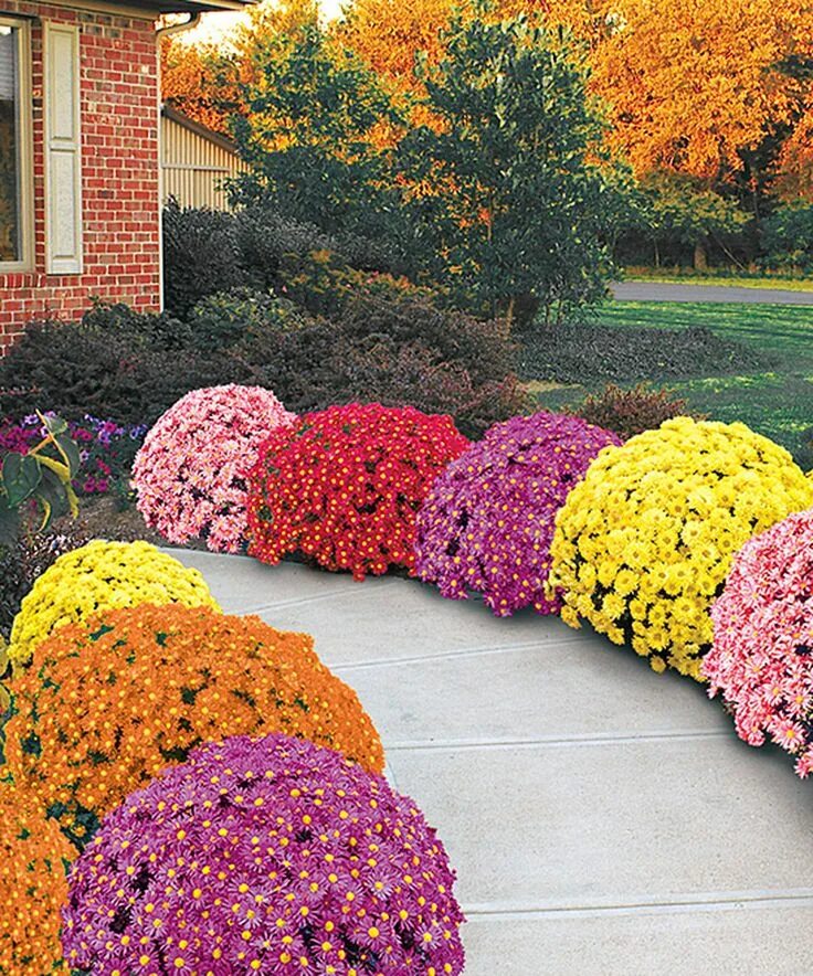 Клумбы с хризантемами фото Michigan Bulb Company Live Monster Mum Plant - Set of Three Planting mums, Mums 