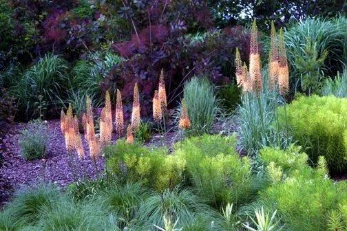 Клумбы с лиатрисом фото eremurus, euphorbia, smoke bush, nice palate! Gardening, landscaping, plant comb