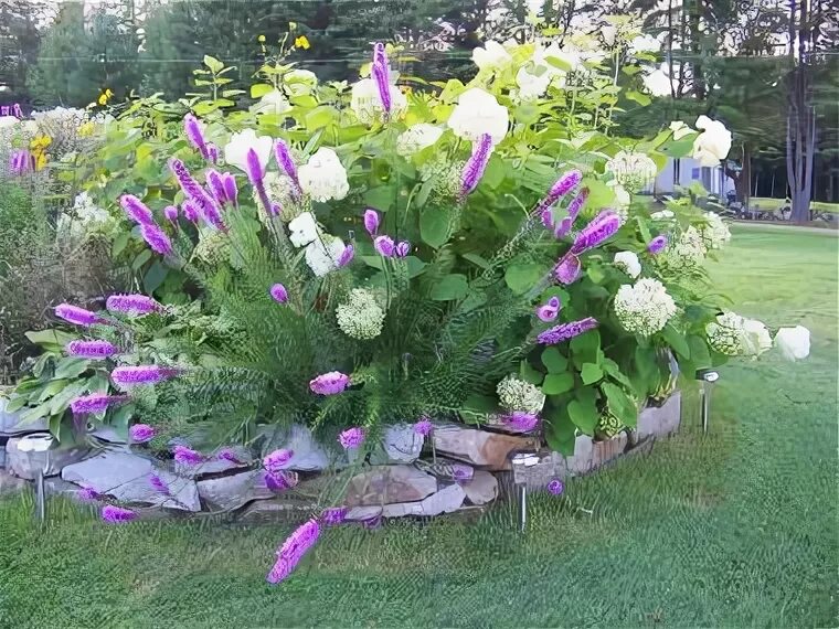 Клумбы с лиатрисом фото Dinner-Plate Hydrangea and a Liatris, beautiful combination with the rock flower