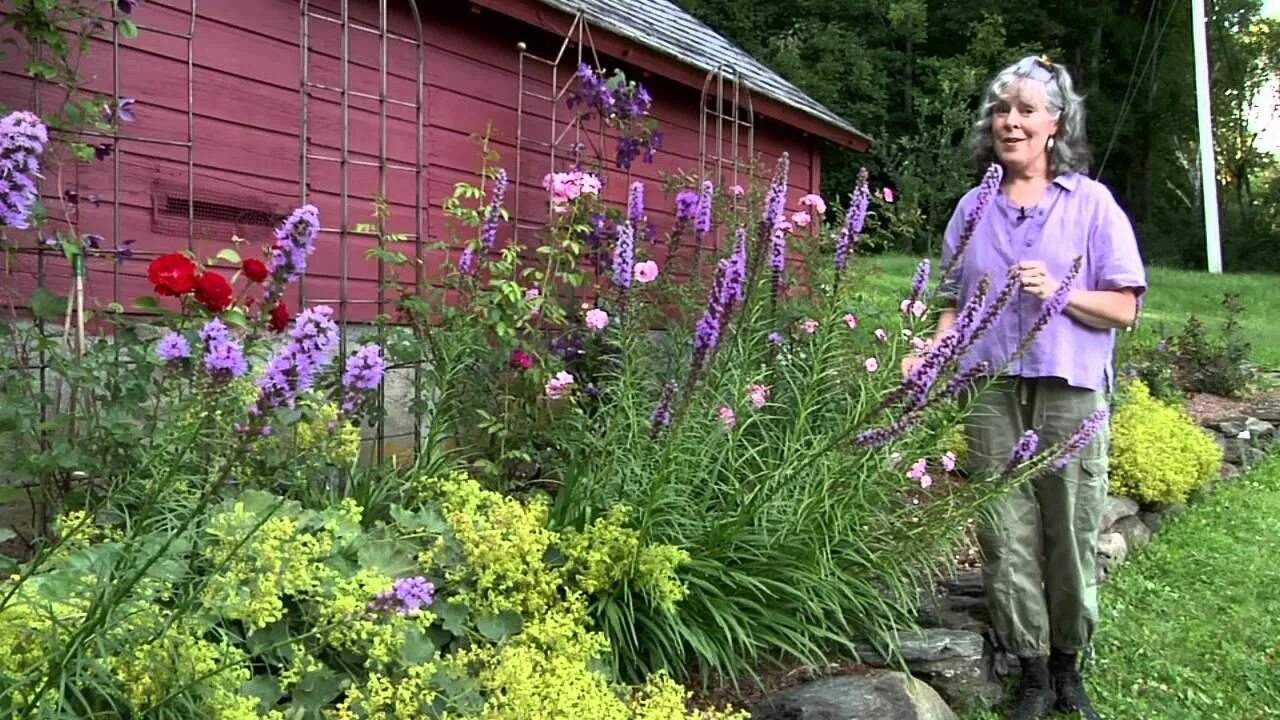 Клумбы с лиатрисом фото Really Cool Liatris Blazing star flower, Planting bulbs, Herbaceous perennials