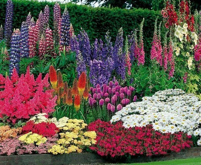 Клумбы с лиатрисом фото Миксбордеры из многолетников: создаем своими руками Beautiful flowers garden, Ga