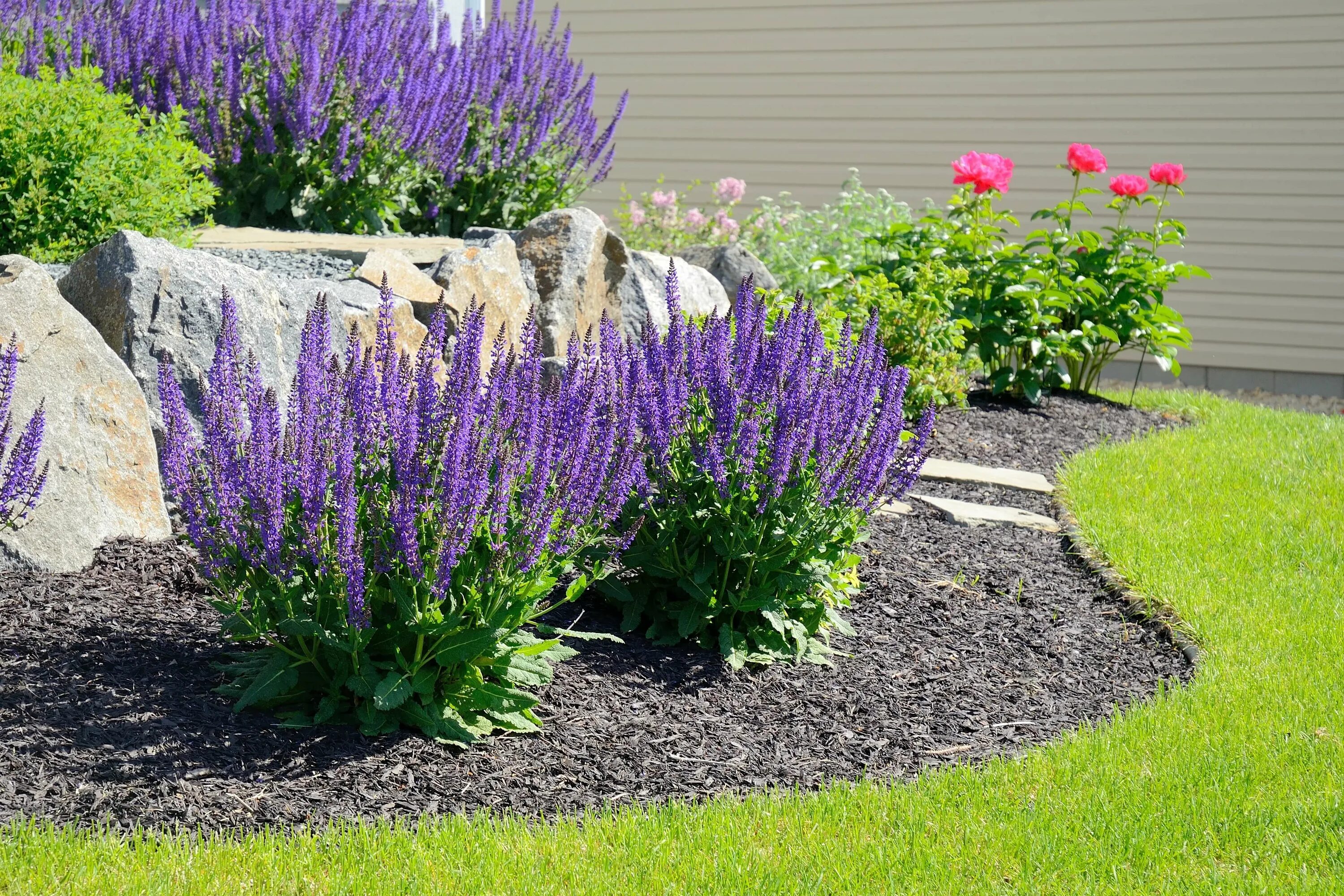 Клумбы с лиатрисом фото Prosper Landscaping Service - Landscape Design in Prosper, TX