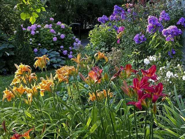 Клумбы с лилейниками фото Fireworks Cottage garden plants, Flower garden, Flowers perennials