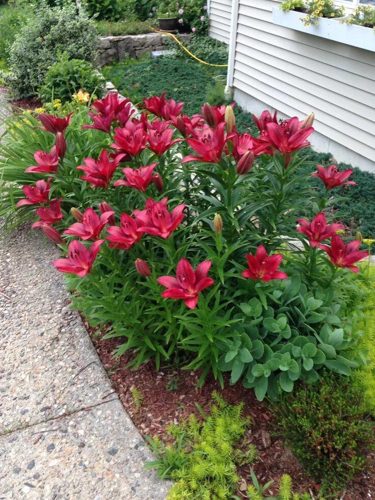 Клумбы с лилиями фото и схемы Pin on Gardening Garden yard ideas, Front yard garden design, Front garden lands