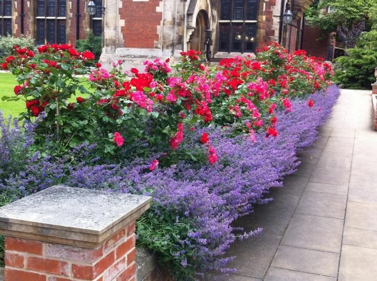 Клумбы с розами фото в ландшафтном дизайне Pembroke College gardens! Lovely... Rose garden design, Lavender garden, Rose ga