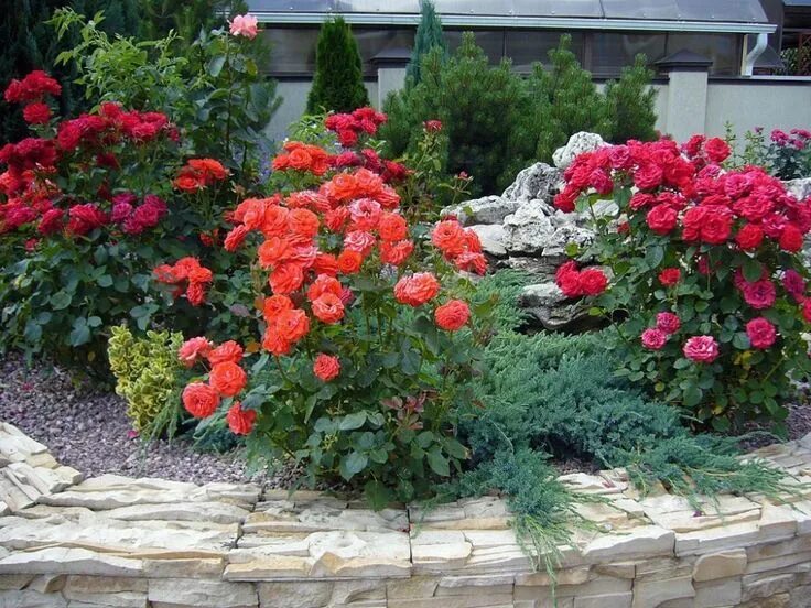 Клумбы с розами фото в ландшафтном дизайне Свита для розы Backyard plants, Rose garden design, Plants