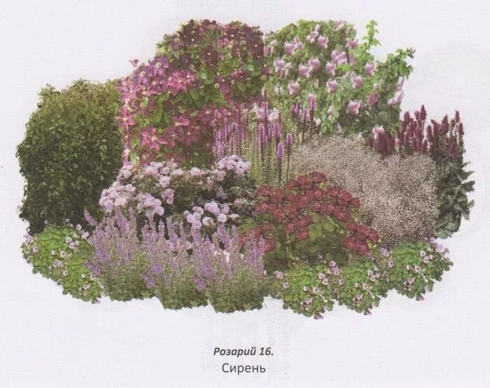 Клумбы с сиренью фото Rose Planting Schemes: Choose the Best + Garden Beauty Videos