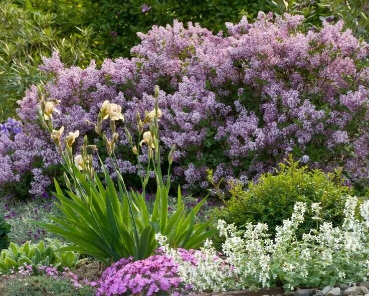 Клумбы с сиренью фото 8 лучших растений для пейзажных изгородей Flowering shrubs, Garden shrubs, Shrub