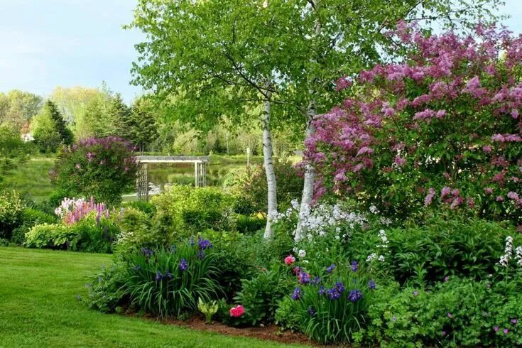 Клумбы с сиренью фото Лучшие многолетники для посадки с сиренями Perennial garden design, Colorful gar