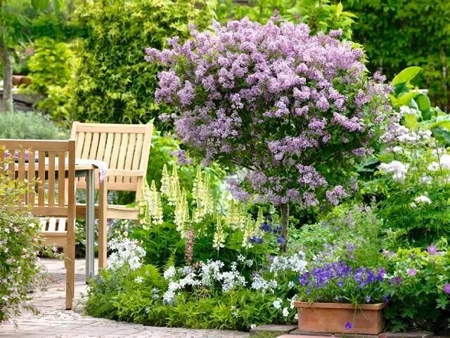 Клумбы с сиренью фото Znalezione obrazy dla zapytania jaśminowiec virginal Lilac gardening, Plant phot
