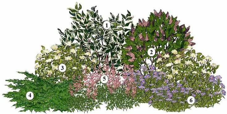 Клумбы с сиренью фото Záhony na celý rok Kvety a Záhrada Hydrangea arborescens, Year round colors, Lil