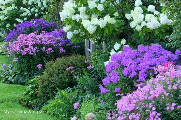 Клумбы с сиренью фото Aiken House & Gardens: In an English Country Garden August garden, Purple flower